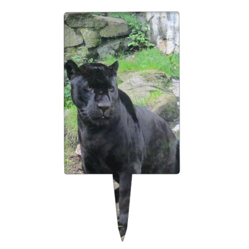 Big Black Jaguar Cat on Sitting on Rock Cake Topper