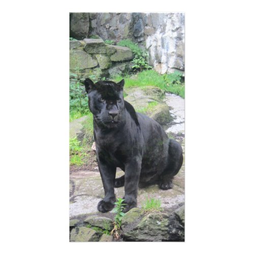 Big Black Jaguar Cat on Sitting on Rock Card