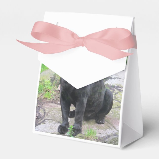 Big Black Jaguar Cat on Sitting on Rock Favor Boxes (Front Side)