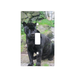 Big Black Jaguar Cat on Sitting on Rock Light Switch Cover