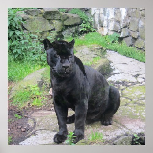 Big Black Jaguar Cat on Sitting on Rock Poster