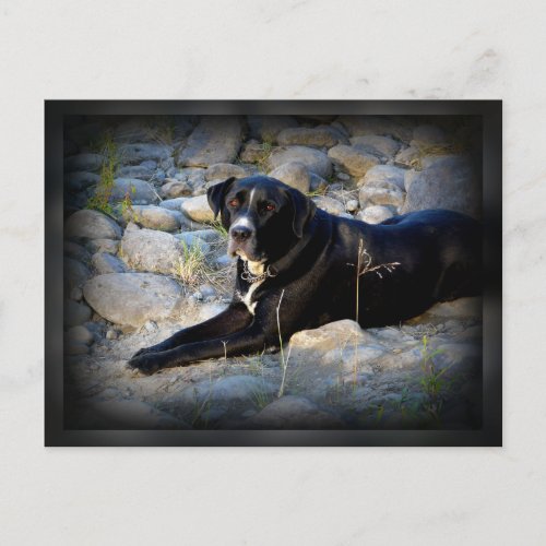 Big Black Pitbull Lab Cross Postcard