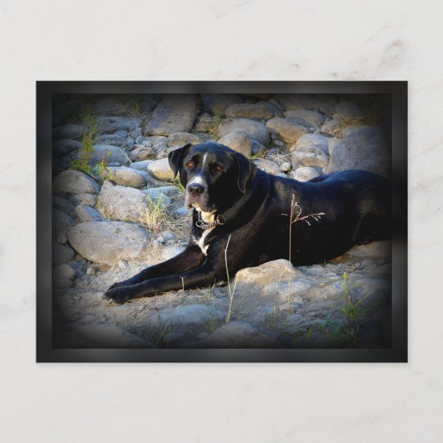Big Black Pitbull Lab Cross Postcard (Front)