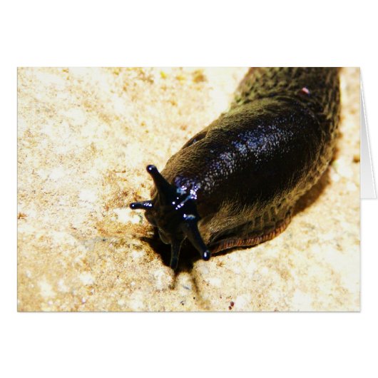 Big Black Slug Cards (Front Horizontal)