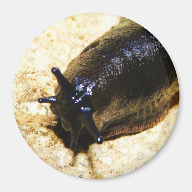 Big Black Slug Magnet (Front)