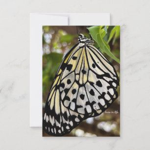 Big Black & White Butterfly Note Card
