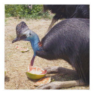 Big Blue Cassowary Bird Eating Melons, Faux Canvas Print