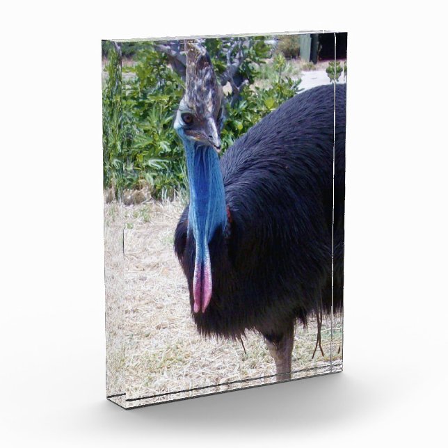 Big Blue Cassowary Bird, Photo Block (Left)