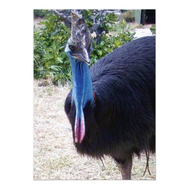 Big Blue Cassowary Bird, Photo Print (Front)
