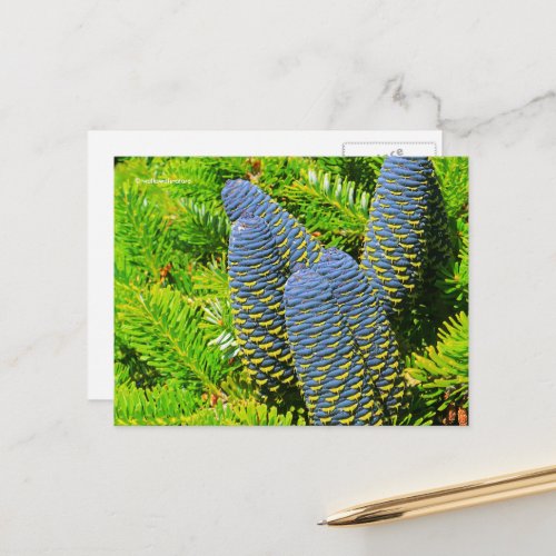 Big Blue Korean Fir Cones Postcard