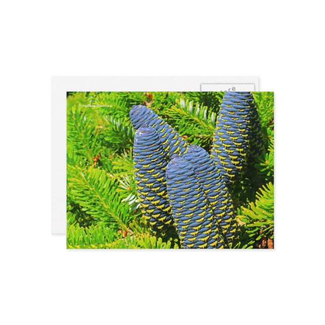 Big Blue Korean Fir Cones Postcard (Front/Back In Situ)