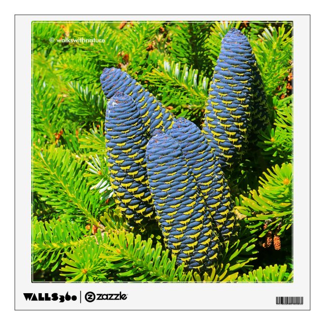 Big Blue Korean Fir Cones Wall Decal (Front)
