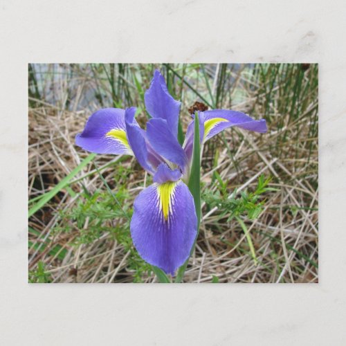 Big Blue Louisiana Iris Postcard