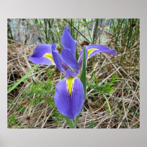 Big Blue Louisiana Iris Poster