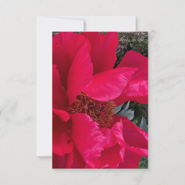 Big Bold Red Peony Note Card (Front)