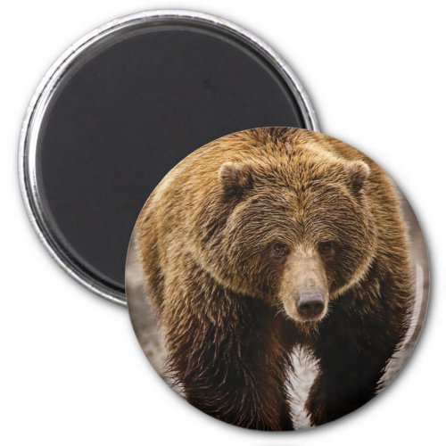 big brown bear magnet