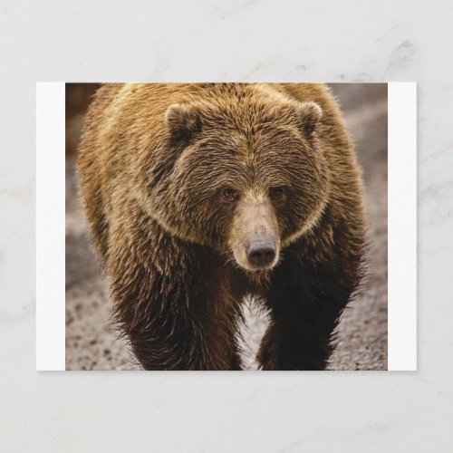 big brown bear postcard