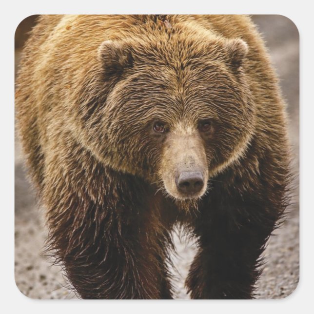 big brown bear square sticker (Front)