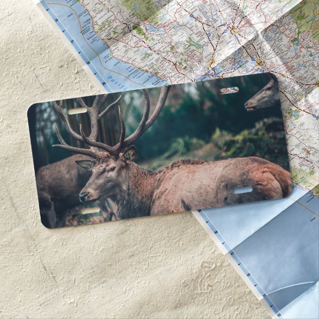Big Brown Buck Deer with Large Antlers License Plate (In Situ)