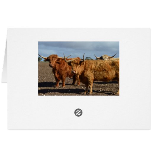 Big Brown Highland Cows, (Back Horizontal)