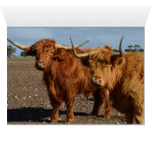 Big Brown Highland Cows, (Inside Horizontal (Bottom))