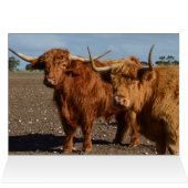 Big Brown Highland Cows, (Inside Horizontal (Top))