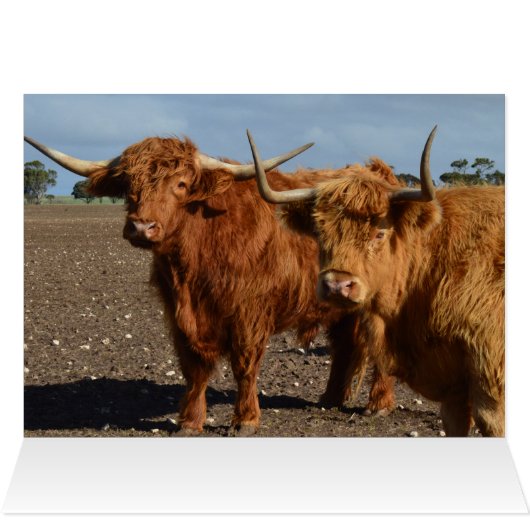Big Brown Highland Cows, (Inside Horizontal (Top))