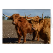 Big Brown Highland Cows, (Front Horizontal)