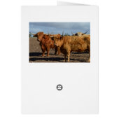 Big Brown Highland Cows, (Back)