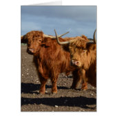 Big Brown Highland Cows, (Front)