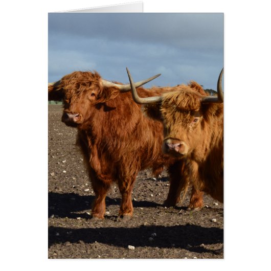 Big Brown Highland Cows, (Front)