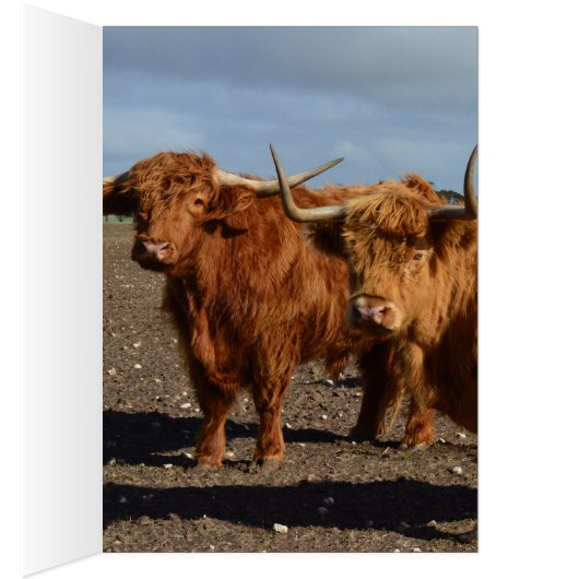 Big Brown Highland Cows, (Inside (Right))