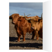 Big Brown Highland Cows, (Inside (Left))