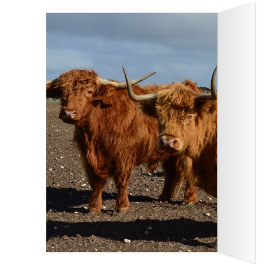 Big Brown Highland Cows, (Inside (Left))