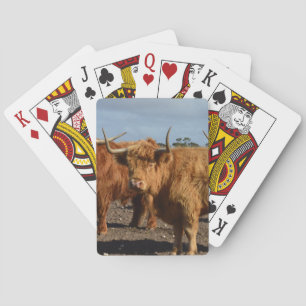 Big Brown Highland Cows, Poker Cards