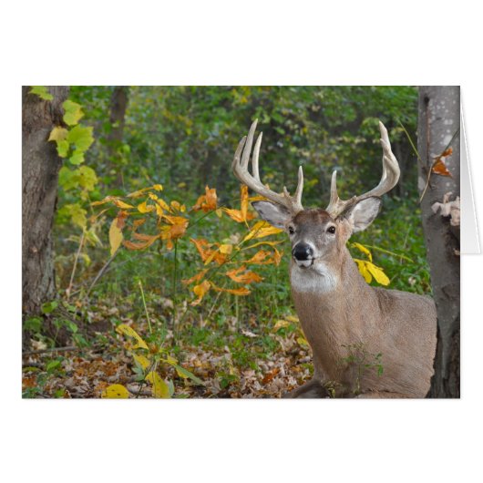Big Buck Cards (Front Horizontal)