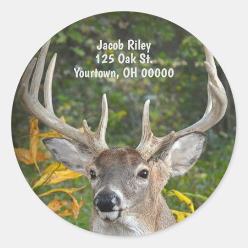 big buck deer in woods classic round sticker