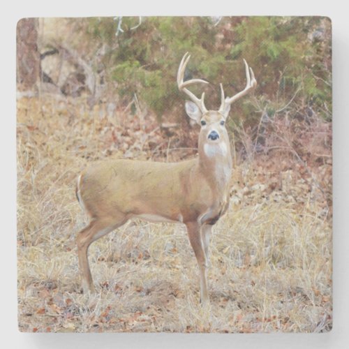 Big Buck Wild Deer Art Coaster 