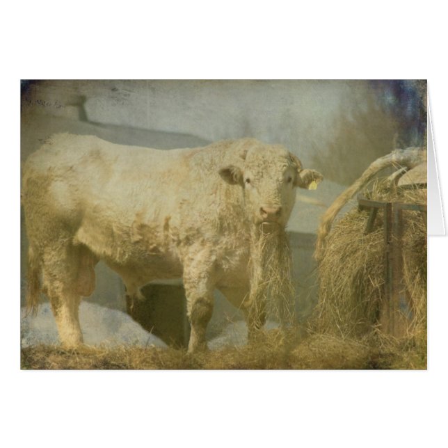 Big Bull, All Occasion Blank Greeting Card (Front Horizontal)