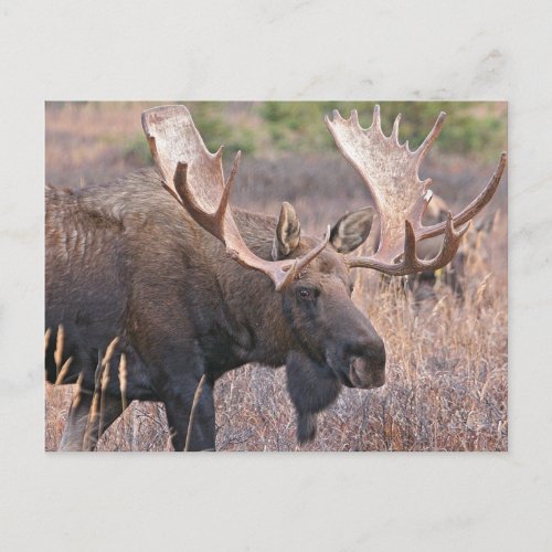 Big Bull Moose Postcard