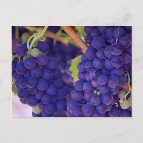 Big Bunch of Juicy Purple Grapes Postcard