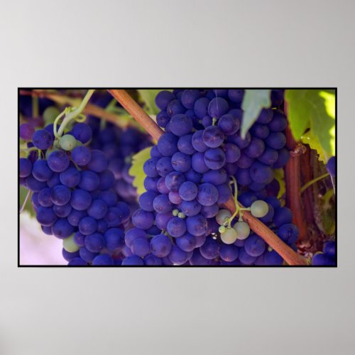Big Bunch of Juicy Purple Grapes Poster