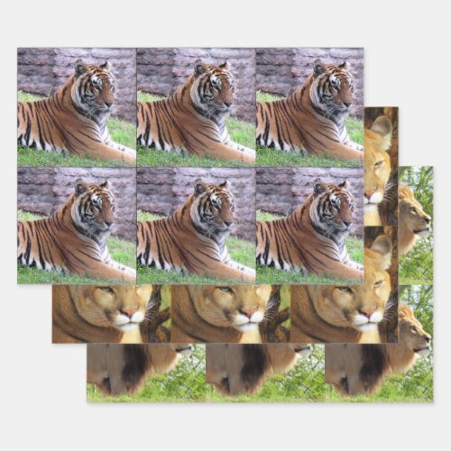 Big Cat 3 Design Pack  _ All Occasion Wrapping Paper Sheets