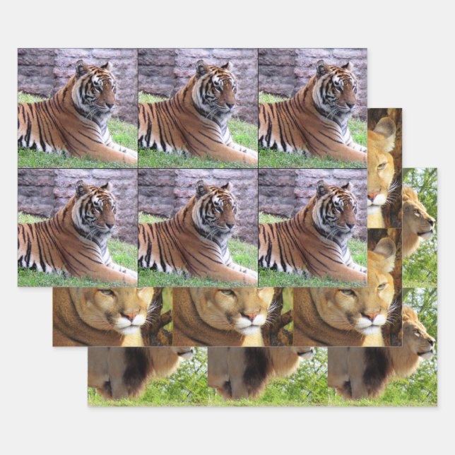 Big Cat 3 Design Pack  - All Occasion Wrapping Paper Sheets (Set)