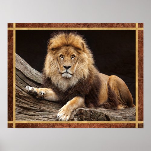 Big Cat Lion Photo Poster