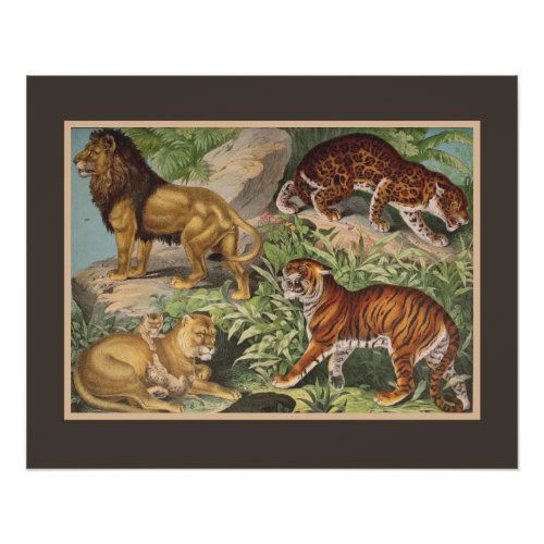 Big Cat Lions Tigers Leopards Animals Print