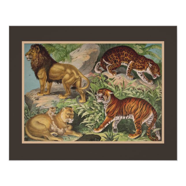 Big Cat Lions Tigers, Leopards, Animals Print (Front)