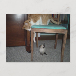 Big Cat Sees Little Kitten Postcard