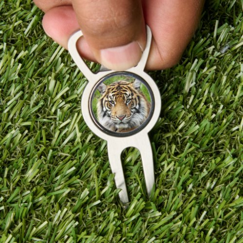 Big Cat Sumatran Tiger Photo Divot Tool
