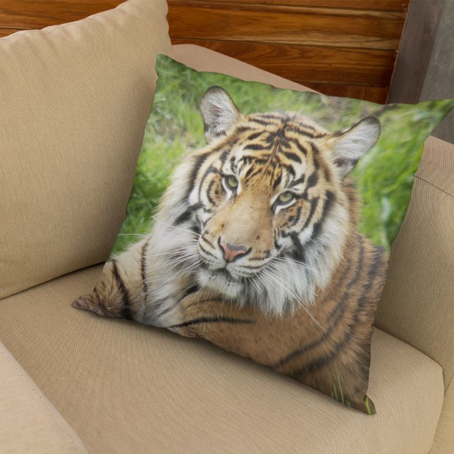 Big Cat Sumatran Tiger Photo Throw Pillow (In Situ (Sofa))